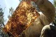 وقتی زنبورهای وحشی انگیزه پرورش زنبور عسل می شوند