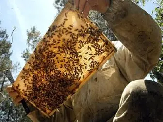 وقتی زنبورهای وحشی انگیزه پرورش زنبور عسل می شوند