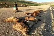 
حمله گرگهای گرسنه به گله ی گوسفندان + عکس
