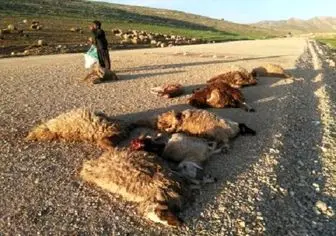 
حمله گرگهای گرسنه به گله ی گوسفندان + عکس
