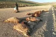 
حمله گرگهای گرسنه به گله ی گوسفندان + عکس
