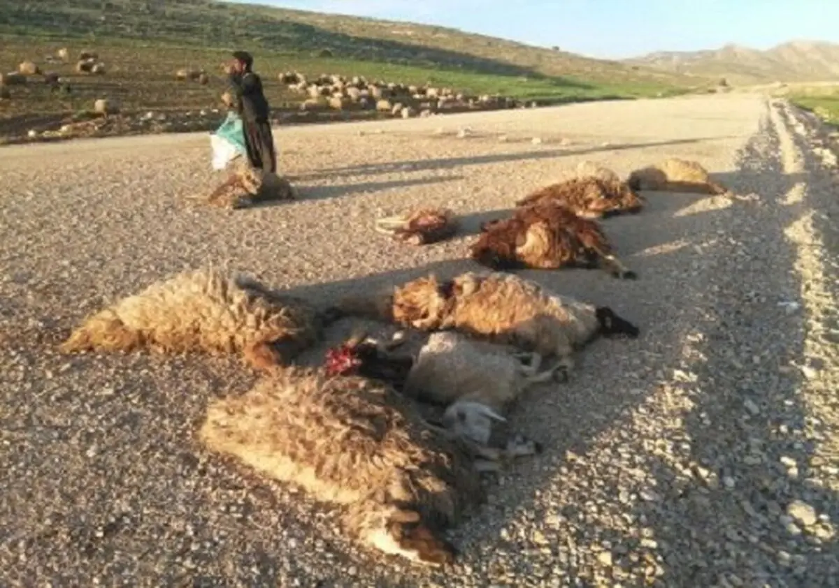 
حمله گرگهای گرسنه به گله ی گوسفندان + عکس
