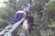مرگ یک جوان هنگام جمع آوری عسل