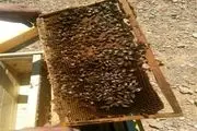پرورش زنبورعسل جلوه‌ای از تحقق اقتصاد مقاومتی در خاتم