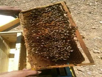 پرورش زنبورعسل جلوه‌ای از تحقق اقتصاد مقاومتی در خاتم