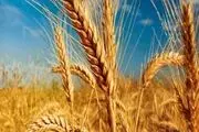 ابلاغ نرخ جدید گندم +سند