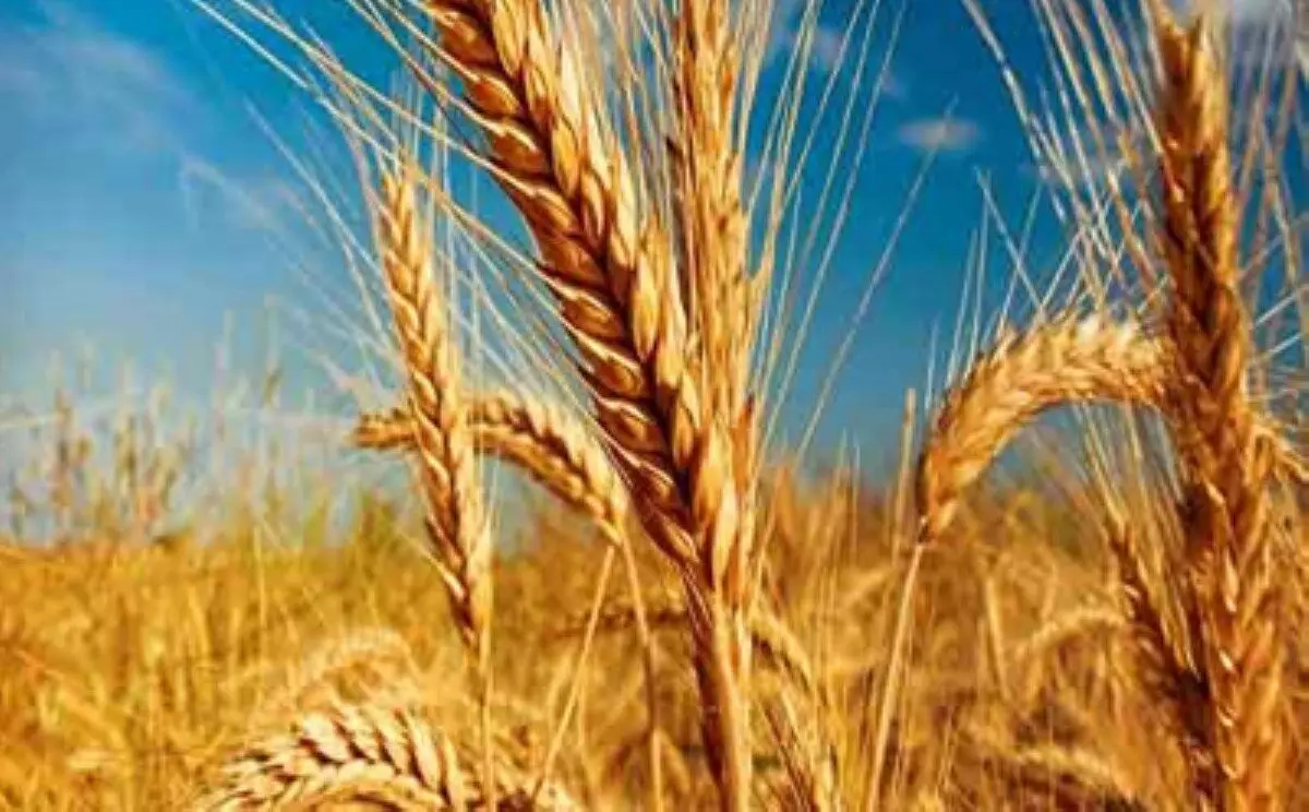 رشد 4 درصدی خرید تضمینی گندم نسبت به سال گذشته