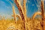 رشد 4 درصدی خرید تضمینی گندم نسبت به سال گذشته