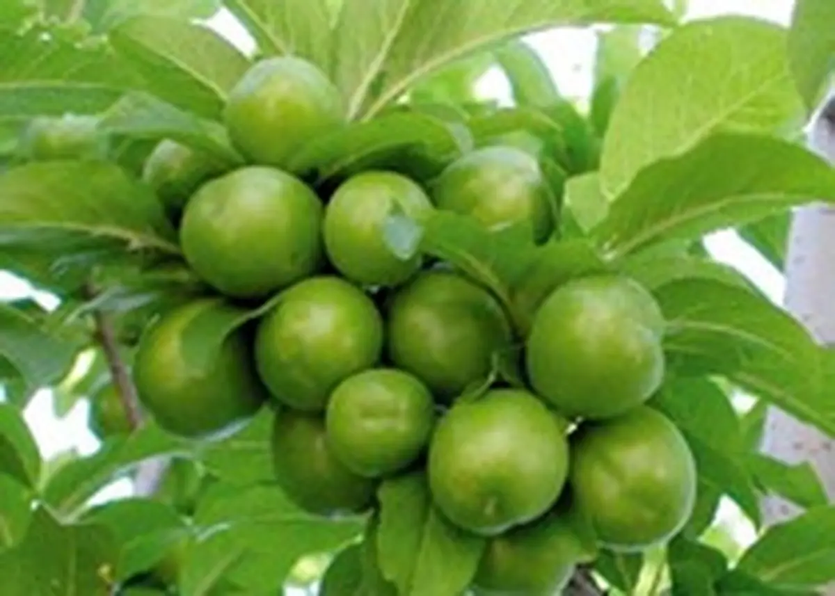 گوجه سبز نرسیده هم آمد