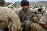 چوپانان افغانستانی در ایران و درخواست افزایش حقوق!