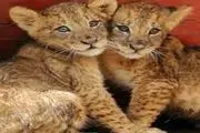 interesting gesture of animals