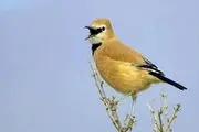 پرنده اختصاصی آسمان ایران