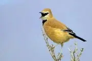 پرنده اختصاصی آسمان ایران
