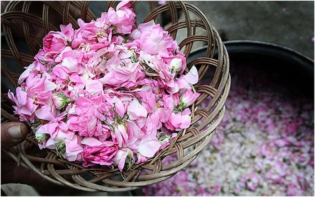 بهترین زمان برای تماشای مراسم گلاب گیری