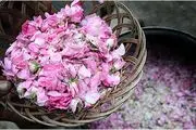 بهترین زمان برای تماشای مراسم گلاب گیری