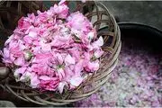 بهترین زمان برای تماشای مراسم گلاب گیری