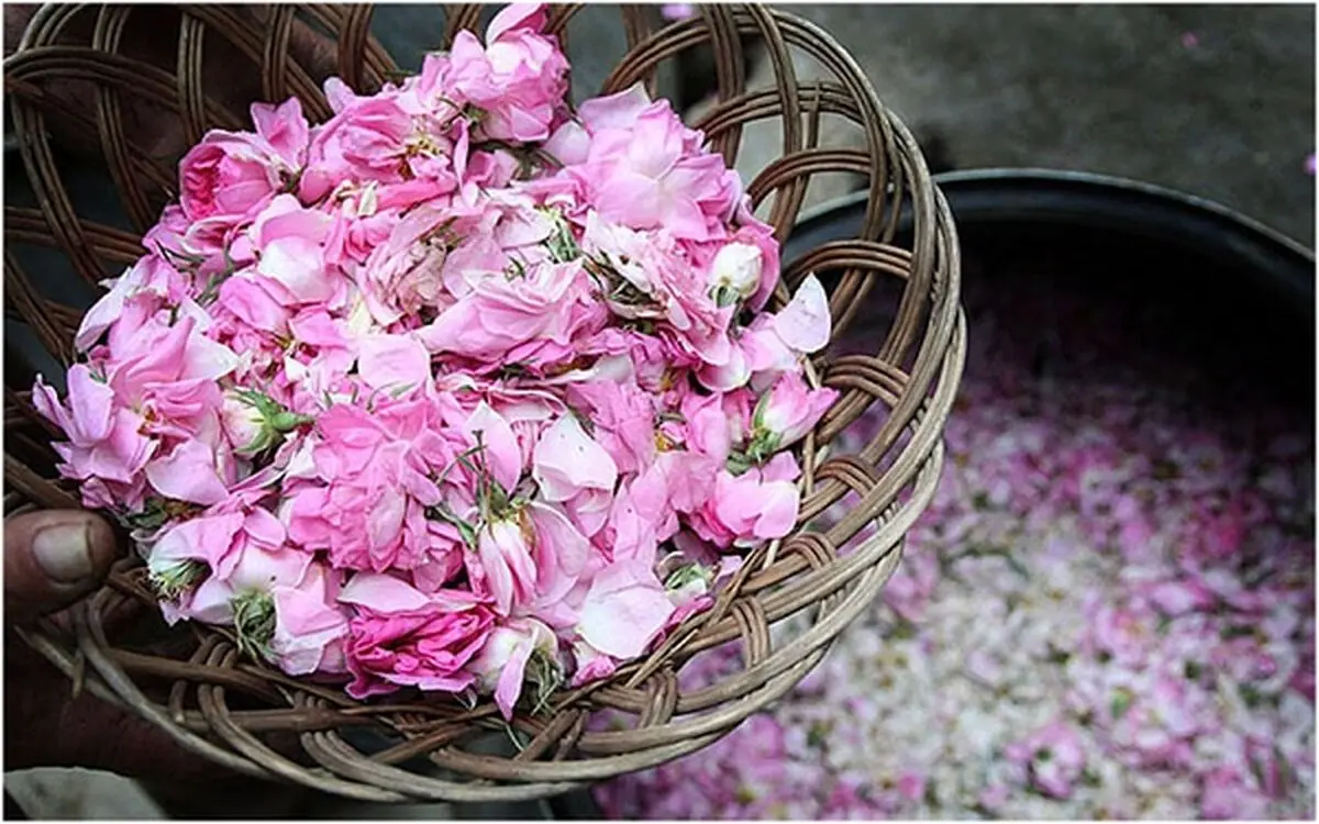 بهترین زمان برای تماشای مراسم گلاب گیری