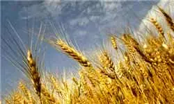 واردات گندم از آمریکا به کشور دو برابر شد