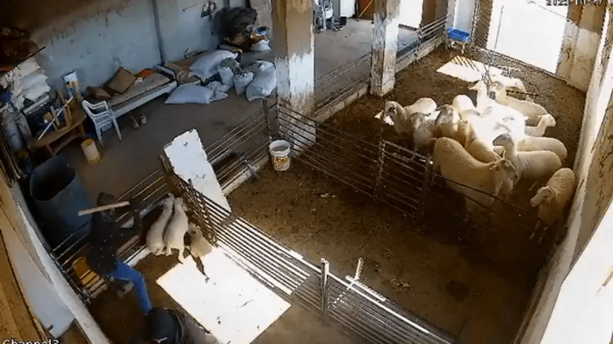 شهرک‌نشینان اسرائیلی به گوسفندان هم رحم نکردند