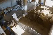 شهرک‌نشینان اسرائیلی به گوسفندان هم رحم نکردند