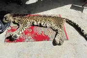 زنگ خطر انقراض گونه ‌های جانوری در شمال
