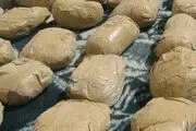بیش از ۸۰۰ تن مواد مخدر کشف شد
