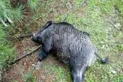 آیا گوشت گراز حرام است؟
