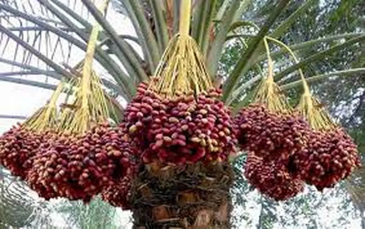 رشد ۵۳ درصدی صادرات خرما در ۱۰ ماهه امسال