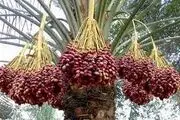 
صادرات خرما ۲۰ درصد افزایش یافته است
