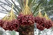 
صادرات خرما ۲۰ درصد افزایش یافته است
