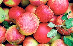 قیمت پیش‌فروش سیب شب عید تعیین شد