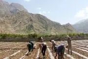 آغاز فصل کشت هندوانه در چرام +تصاویر