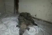 حمله کفتار به یک عروسی در سوسنگرد+عکس