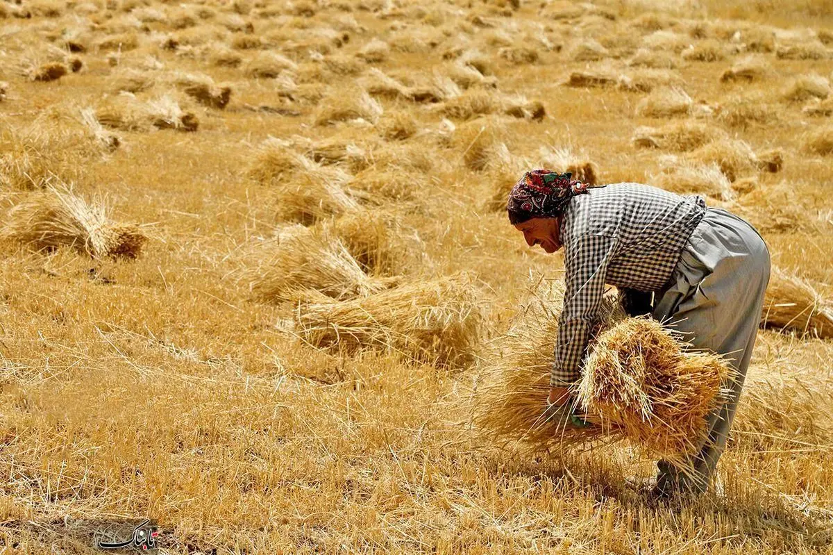 گزارش شهروند خبرنگار از تاخیر در پرداخت مطالبات گندمکاران سیستان و بلوچستان