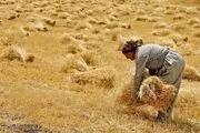 گزارش شهروند خبرنگار از تاخیر در پرداخت مطالبات گندمکاران سیستان و بلوچستان
