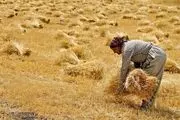 گزارش شهروند خبرنگار از تاخیر در پرداخت مطالبات گندمکاران سیستان و بلوچستان