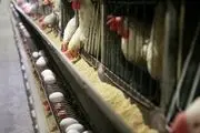 توزیع ناعادلانه نهاده های دامی علت نابسامانی در بازار مرغ و تخم مرغ