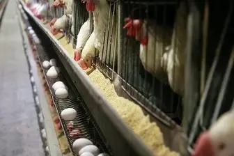 توزیع ناعادلانه نهاده های دامی علت نابسامانی در بازار مرغ و تخم مرغ
