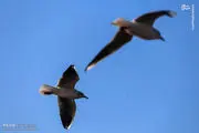 رقص پرندگان در آسمان/ عکس