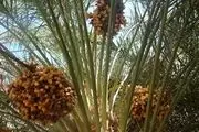 
گرده افشانی دستی نخل ، حساس‏ترین عملیات زراعی خرما
