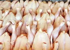 تولید مرغ ارگانیک صحت ندارد
