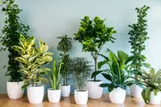 مقدار آب دادن به گیاهان آپارتمانی + آموزش