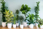 مقدار آب دادن به گیاهان آپارتمانی + آموزش
