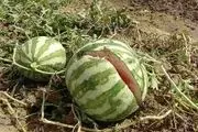 حقانی: هندوانه ورامین آلوده و خطر مسمویت دارد! 
