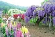 این گل بهاری، معجزه ای برای درمان بیماری‌ها!