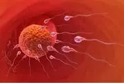 اسپرم می‌تواند در خون قاعدگی زنده بماند؟