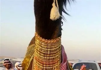 آرزوی جوانان عربستان برای ازدواج با شتر + عکس