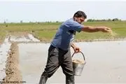 آب‌بندان‌های پُرآب و آغاز خزانه‎گیری برنج در گلوگاه