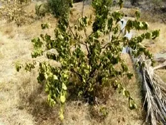 آفتاب سوختگی درختان مرکبات در روستای چاهریگان کهنوج