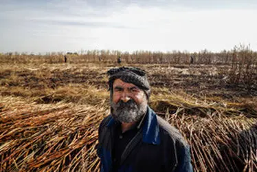 برداشت نیشکر؛ از نی تا شکر